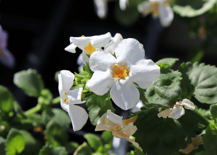 plante pour la concentration : la Bacopa Monnieri